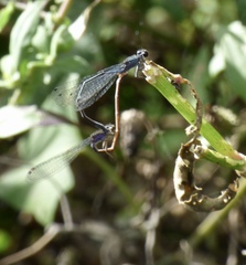 Enallagma cardenium
