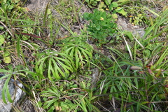Syneilesis aconitifolia