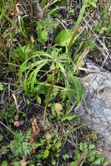 Syneilesis aconitifolia