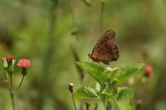 Junonia evarete