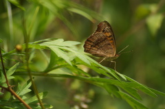 Junonia evarete