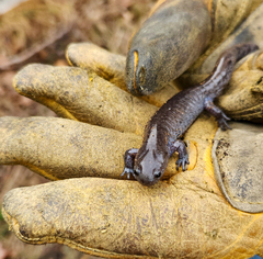Ambystoma barbouri