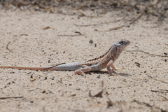 Chalarodon madagascariensis