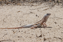 Chalarodon madagascariensis