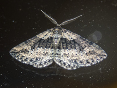 Aponotoreas