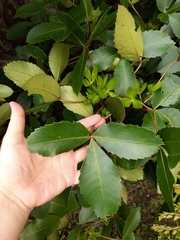 Pseudopanax colensoi