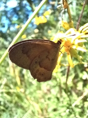 Hypocysta pseudirius