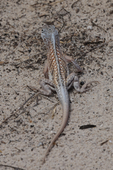 Chalarodon madagascariensis