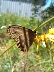 Hypocysta pseudirius