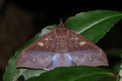 Ischyja