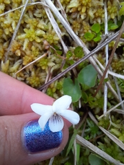 Viola cunninghamii