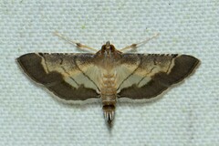 Cnaphalocrocis trebiusalis