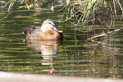 Anas platyrhynchos × zonorhyncha