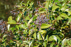 Ligustrum lucidum
