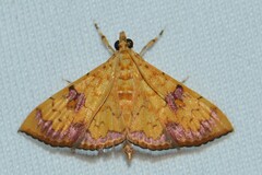 Isocentris filalis