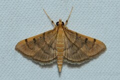 Omiodes indicata