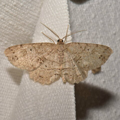 Melanolophia signataria