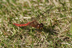 Sympetrum frequens