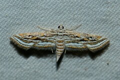 Parapoynx fluctuosalis