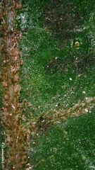 Clerodendrum tomentosum