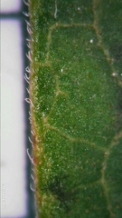 Clerodendrum tomentosum