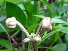 Dicranopteris