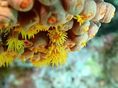 Tubastraea