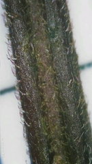 Clerodendrum tomentosum