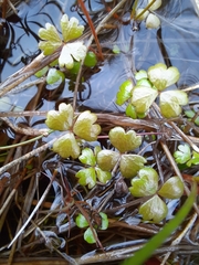 Hydrocotyle sulcata