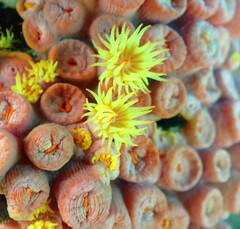 Tubastraea