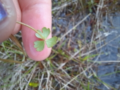 Hydrocotyle sulcata