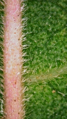 Clerodendrum tomentosum