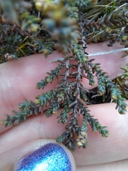 Lepidothamnus laxifolius