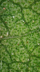 Clerodendrum tomentosum