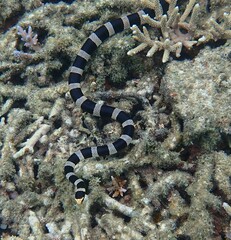 Laticauda saintgironsi