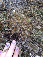 Lepidothamnus laxifolius