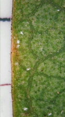 Clerodendrum tomentosum