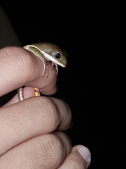 Pithecopus hypochondrialis