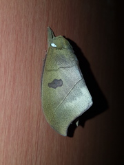 Automeris liberia
