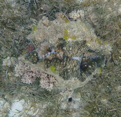 Hippopus hippopus