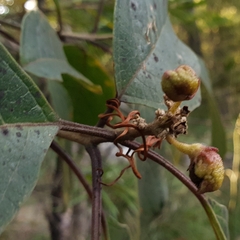 Clerodendrum tomentosum