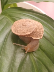 Iberus gualtieranus gualtieranus