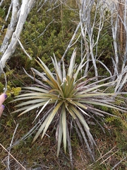 Celmisia armstrongii