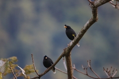 Acridotheres grandis