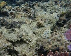 Cymbacephalus beauforti