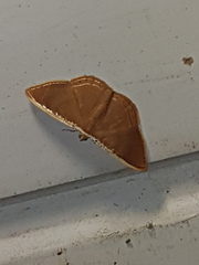 Palyas pallicosta