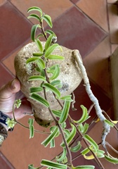 Raphionacme procumbens
