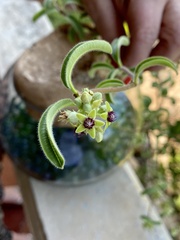 Raphionacme procumbens