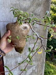 Raphionacme procumbens
