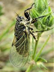 Oligoglena iphigenia